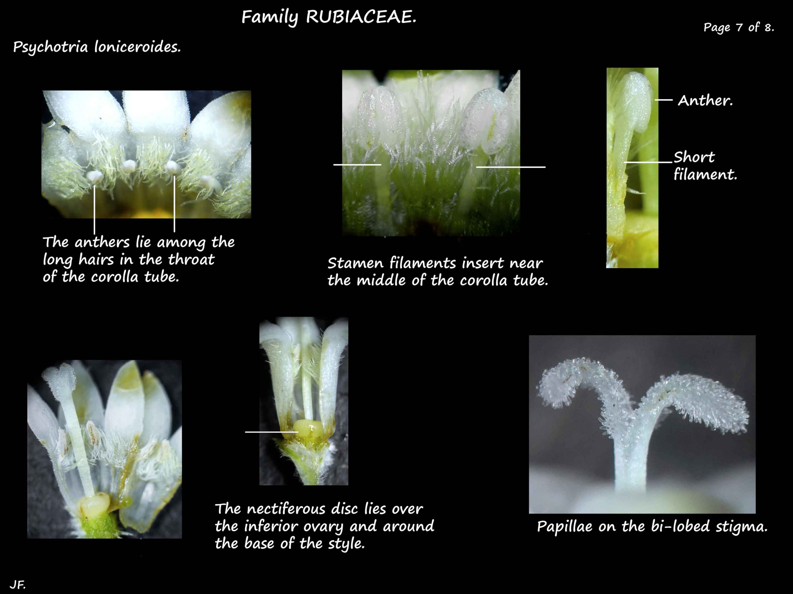 7 Stamens, nectary & stigma